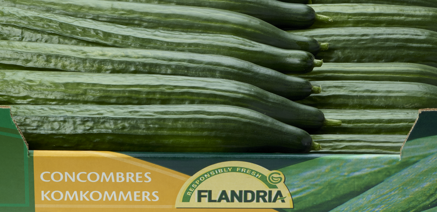 Cucumbers Flandria