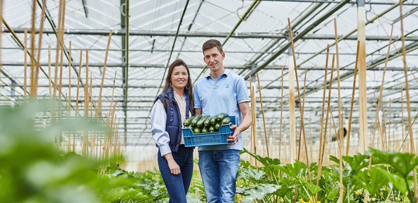 Courgette Louis Viaene