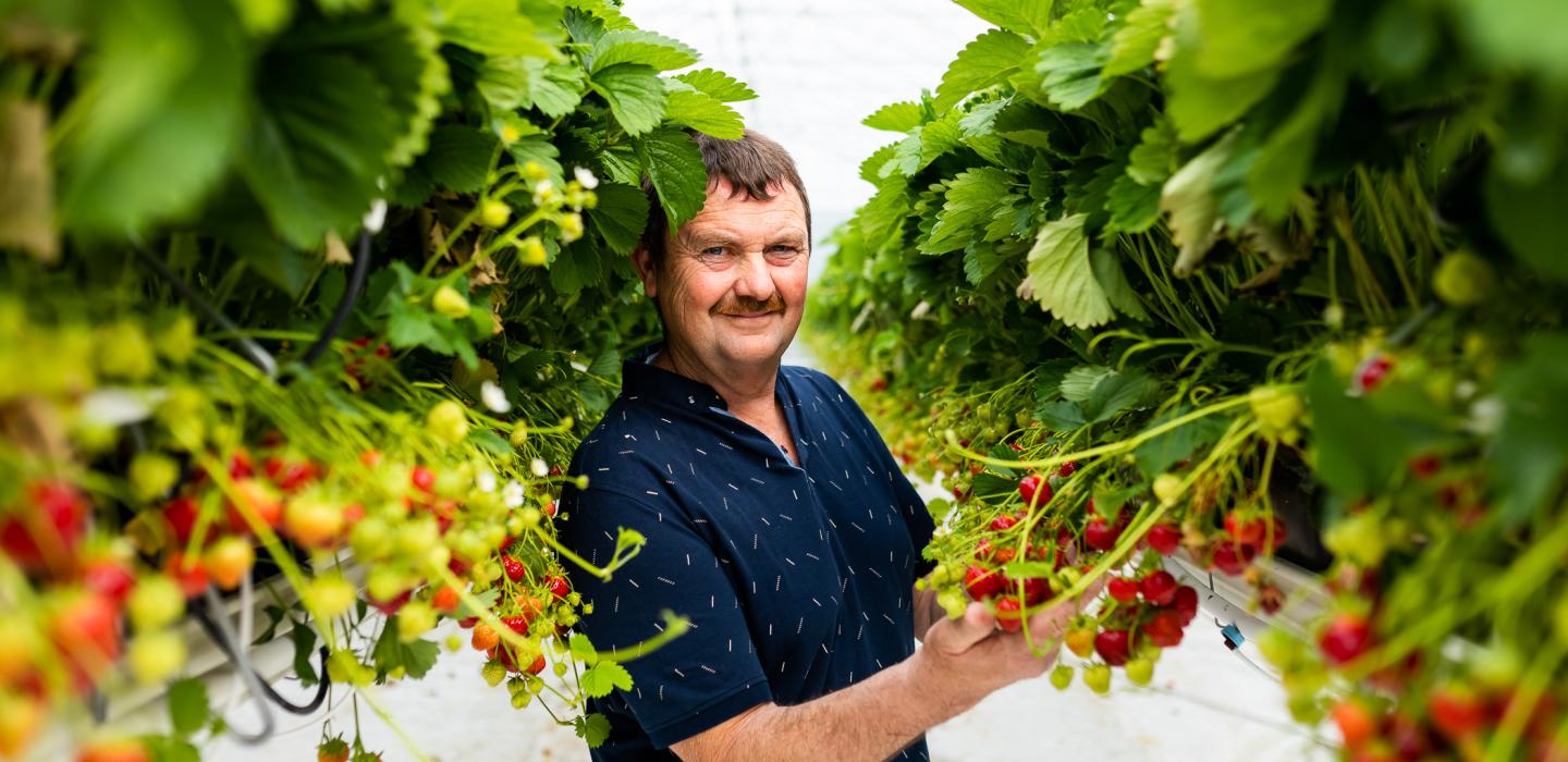 Strawberry Jan Jansen