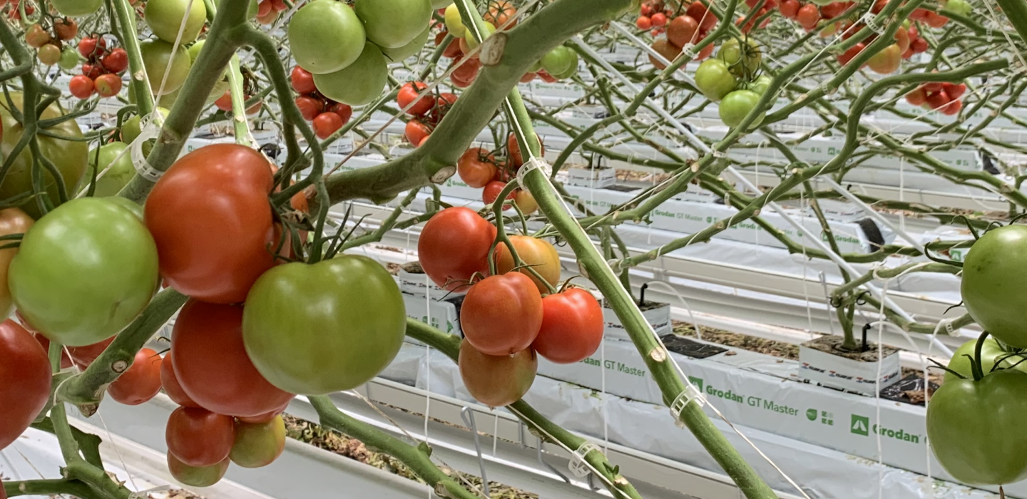 Tuur Galle's vine tomatoes