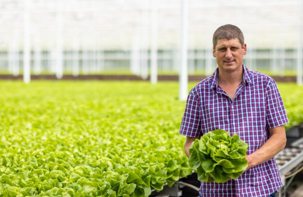 Lettuce producer Bert Depoortere