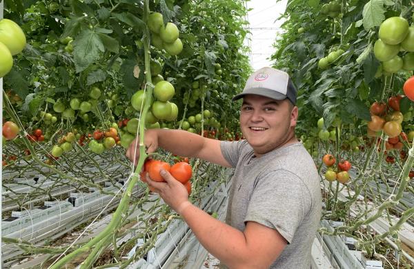 Tuur Galle - tomates