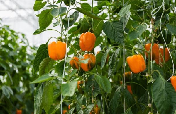 nergy-Efficient Greenhouse Sweet Pepper Production