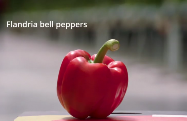 Flandria bell peppers