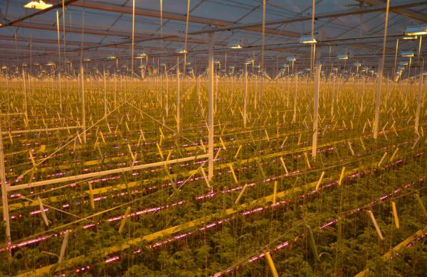 Tomato growing under lights is on the rise
