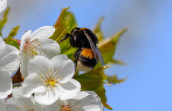 Bloesems met bij