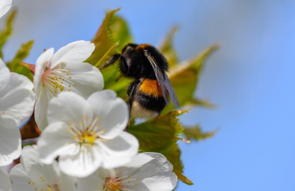 Blossoms with bee