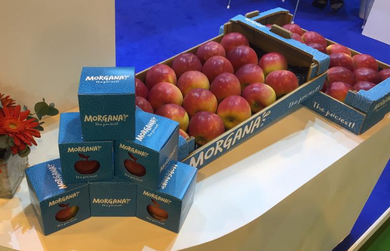 Morgana apple