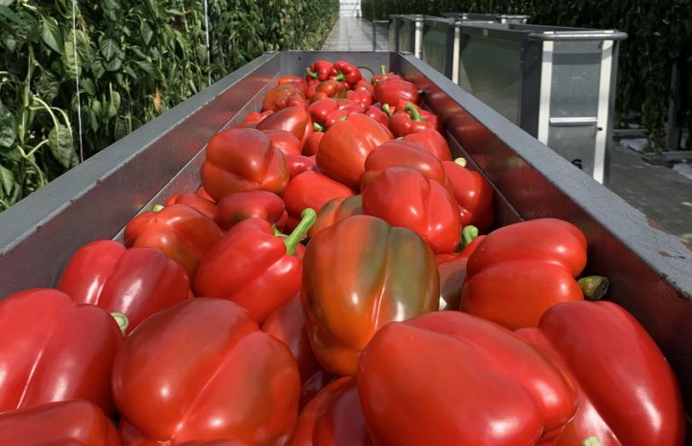 Flandria Paprika's