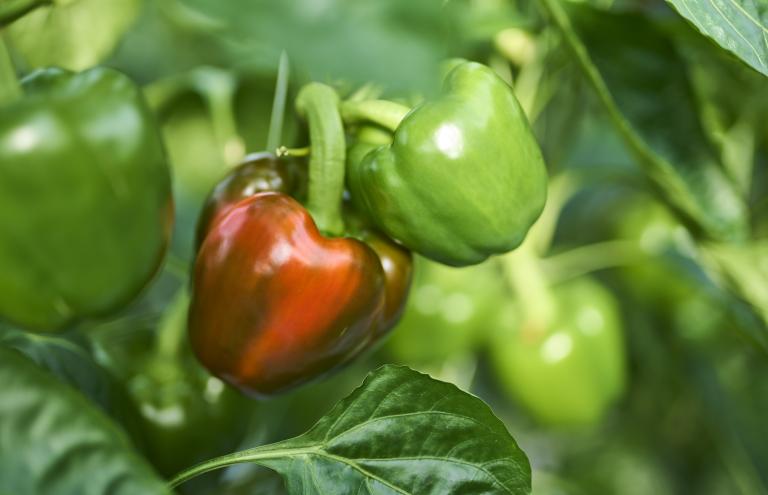 Peppers Raf Peppers Raf
