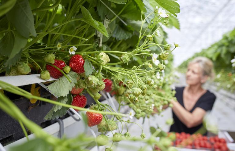 Strawberry Raf Quirijnen Strawberry Raf Quirijnen