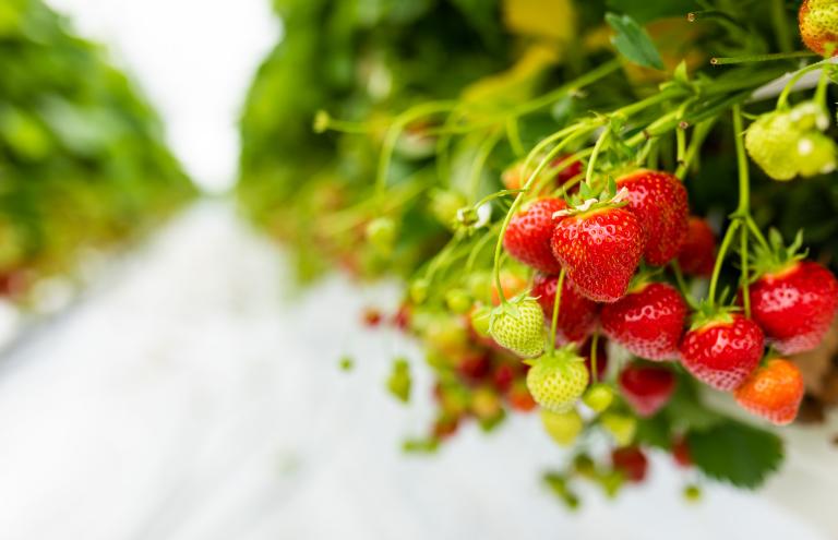 Strawberry Jan Jansen Strawberry Jan Jansen