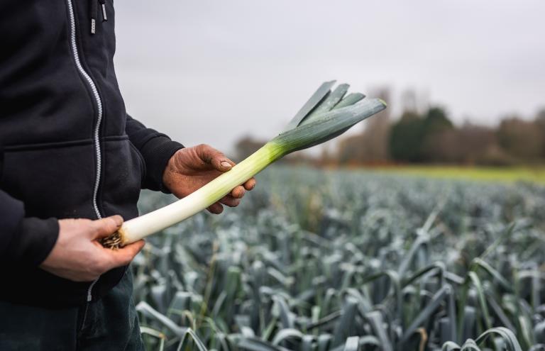 Leeks Jurgen De Roo Leeks Jurgen De Roo