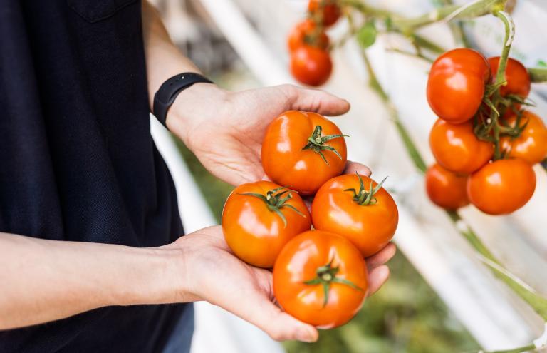 Tomato - Mitch Vermeiren Tomato - Mitch Vermeiren