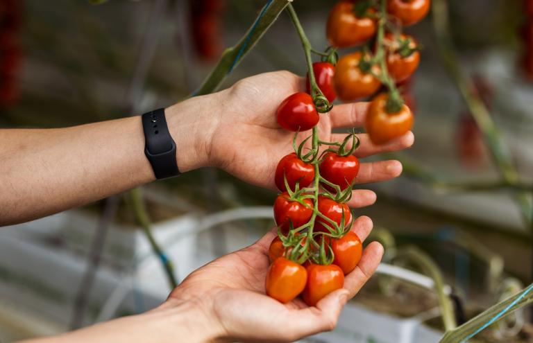 tomatoes