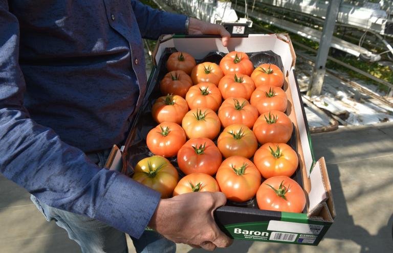 John Vermeiren and Lia Wouters' beef tomatoes John Vermeiren and Lia Wouters' beef tomatoes