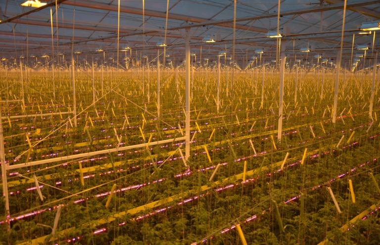 Tomato growing under lights is on the rise Tomato growing under lights is on the rise