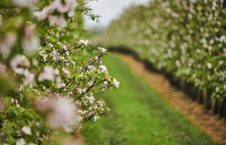 Apple Torenhof Apple Torenhof