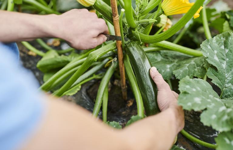 Courgette Louis Viaene Courgette Louis Viaene