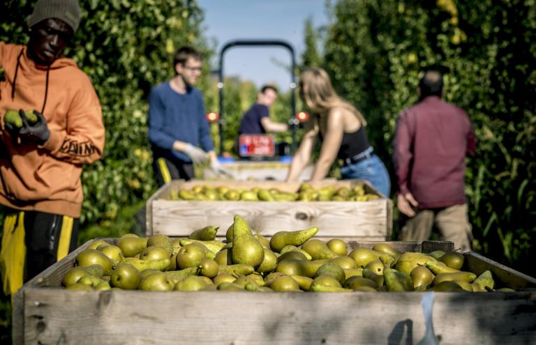 Pear Mario Vanhellemont Pear Mario Vanhellemont