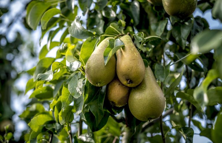 Pear Mario Vanhellemont Pear Mario Vanhellemont