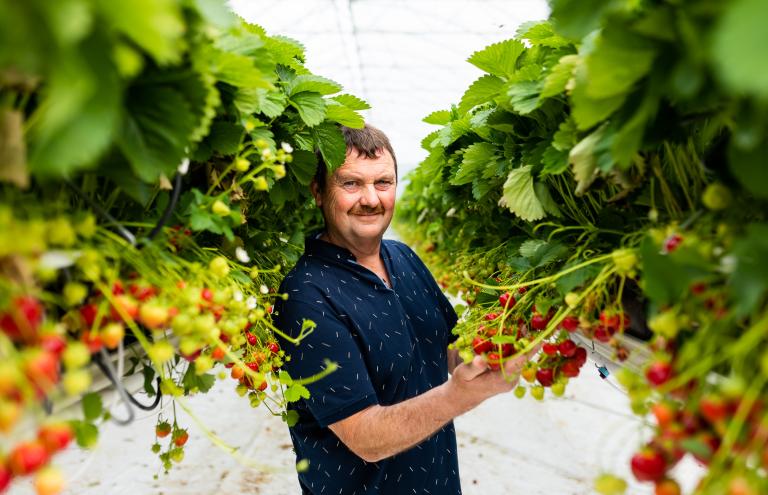 Strawberry Jan Jansen