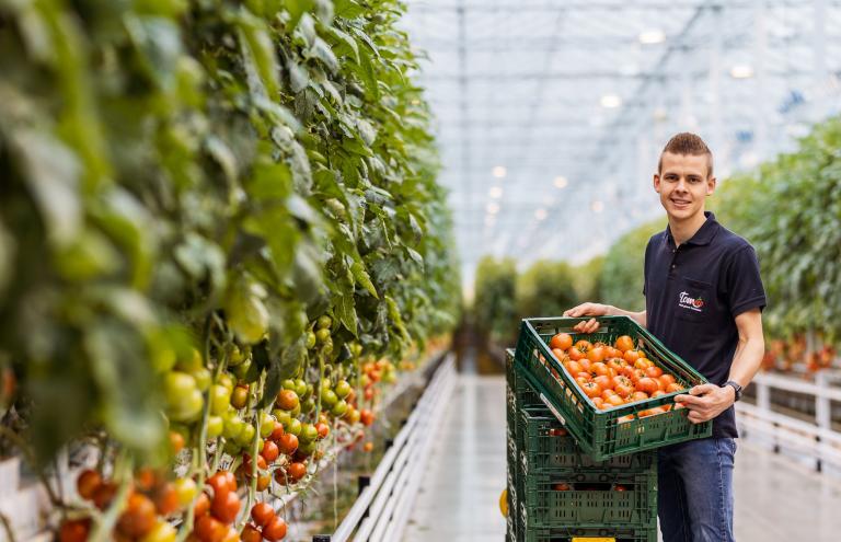 Tomato - Mitch Vermeiren