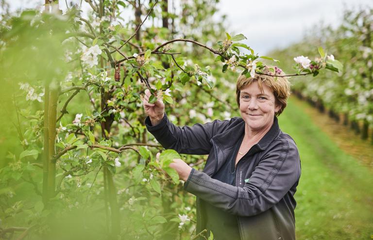 Apple Torenhof