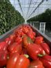 Flandria bell peppers