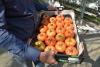 Tomates charnues de John Vermeiren et Lia Wouters